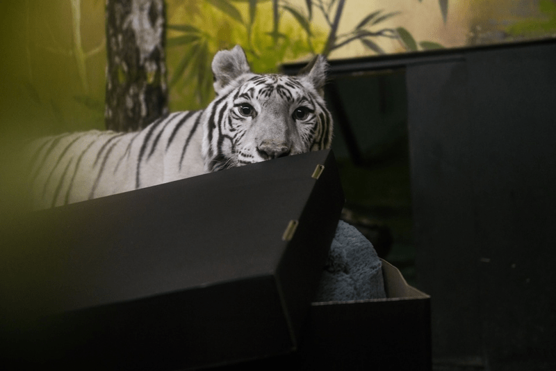Cyber Legacy стала опекуном редкого белого тигра изображённого на логотипе