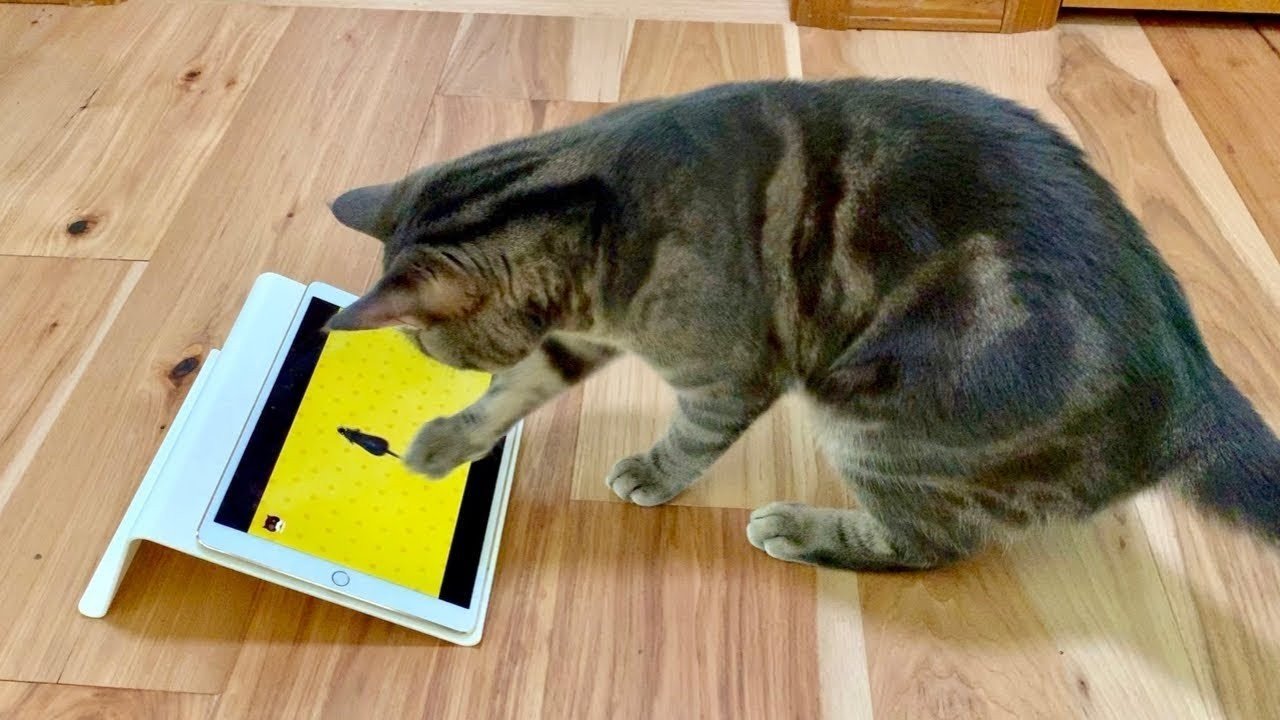 кот играет в приложение на планшете