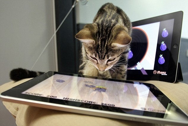 кот наблюдает за мышками на экране планшета