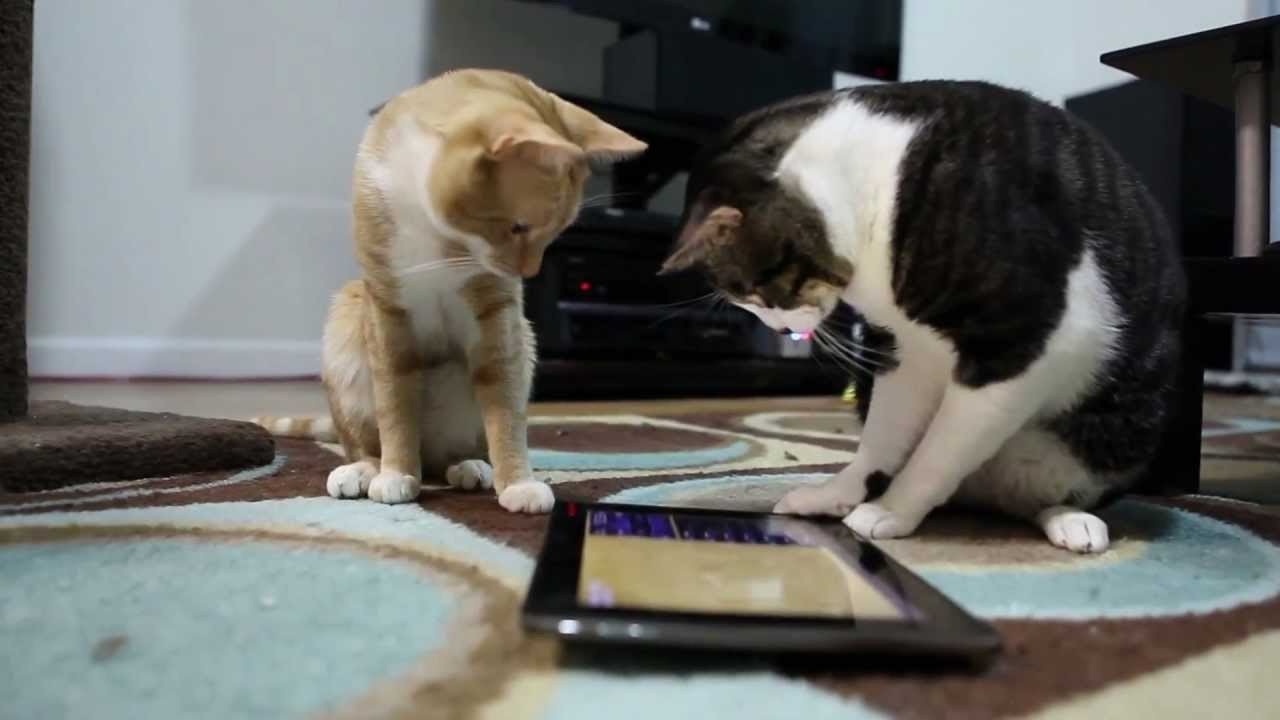 два кота играют в игру на планшете