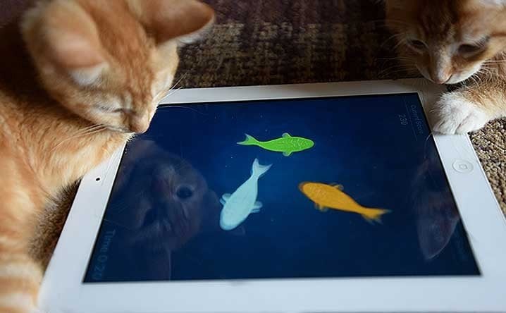 два кота ловят рыбок на планшете