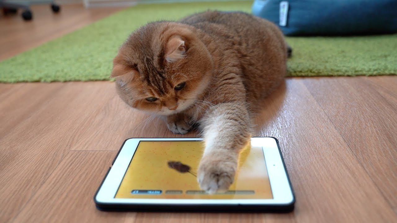 15 лучших игр и видео для кошек на экране телефона - CQ
