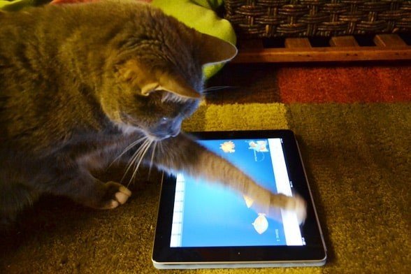 кот ловит рыбок на экране планшета