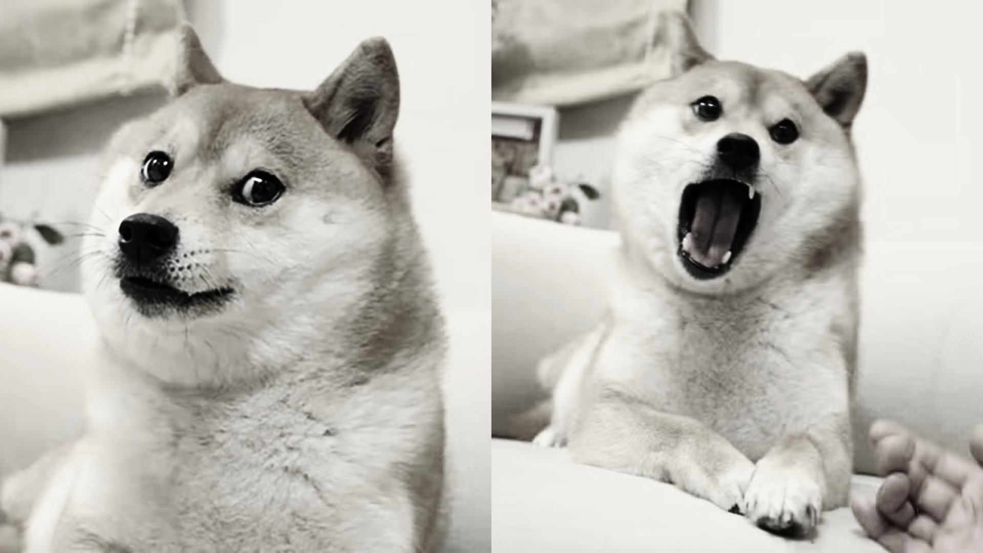 Doge больше нет  легендарная собака Кабосу умерла