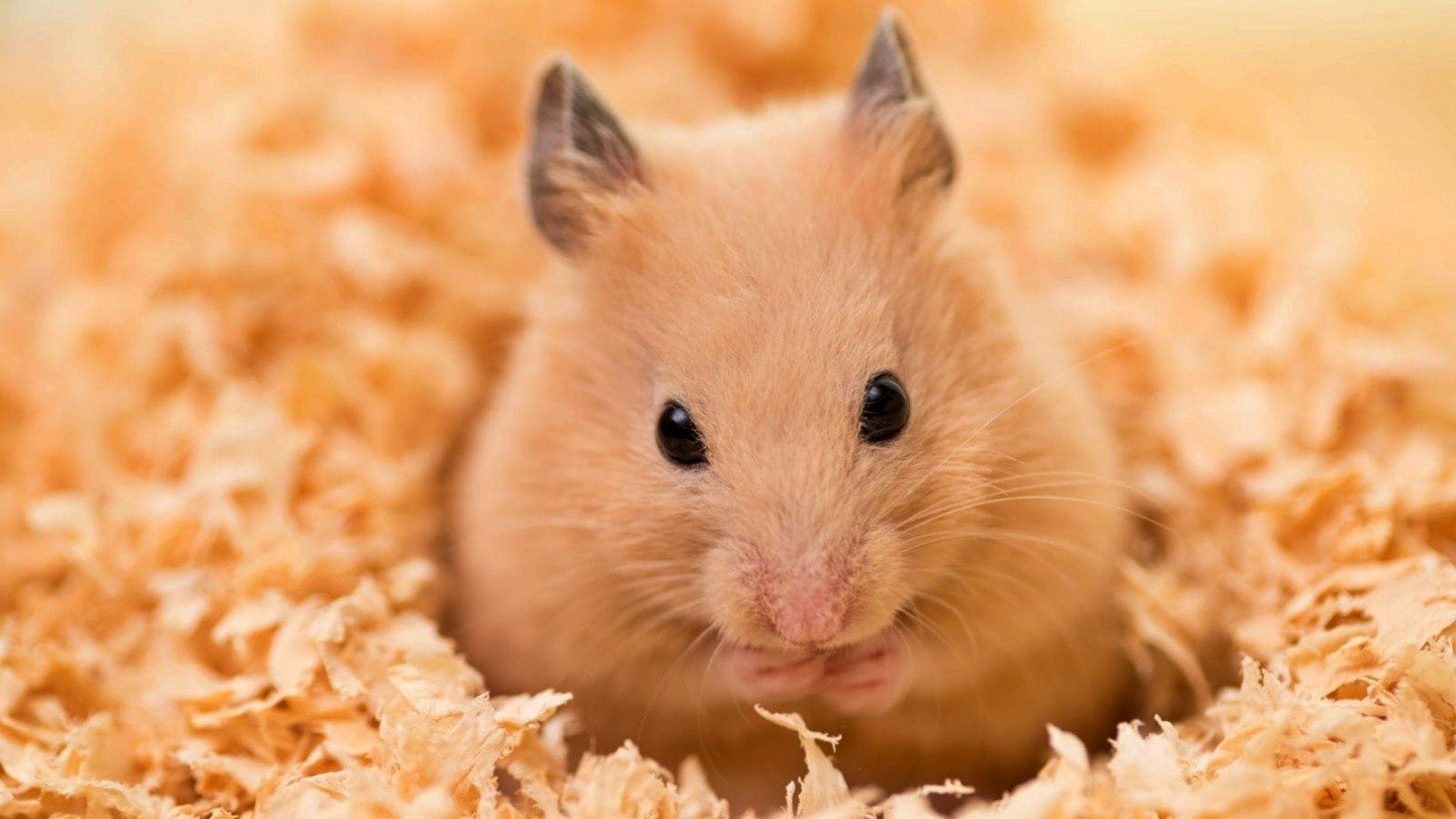 В Центральном банке России рассказали чем опасен Hamster Kombat