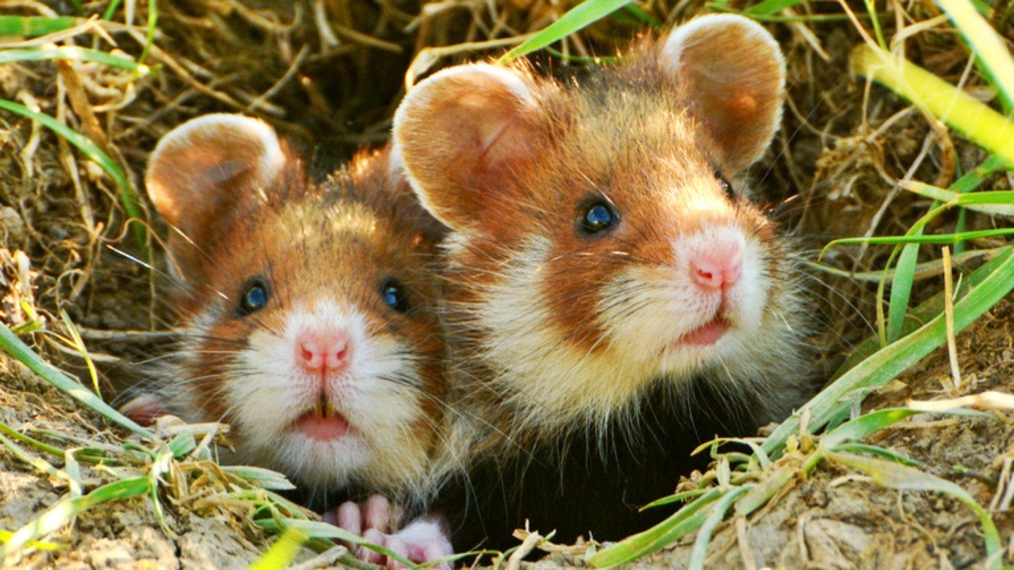 Шифр в Hamster Kombat на 910 сентября разгадали за минуты