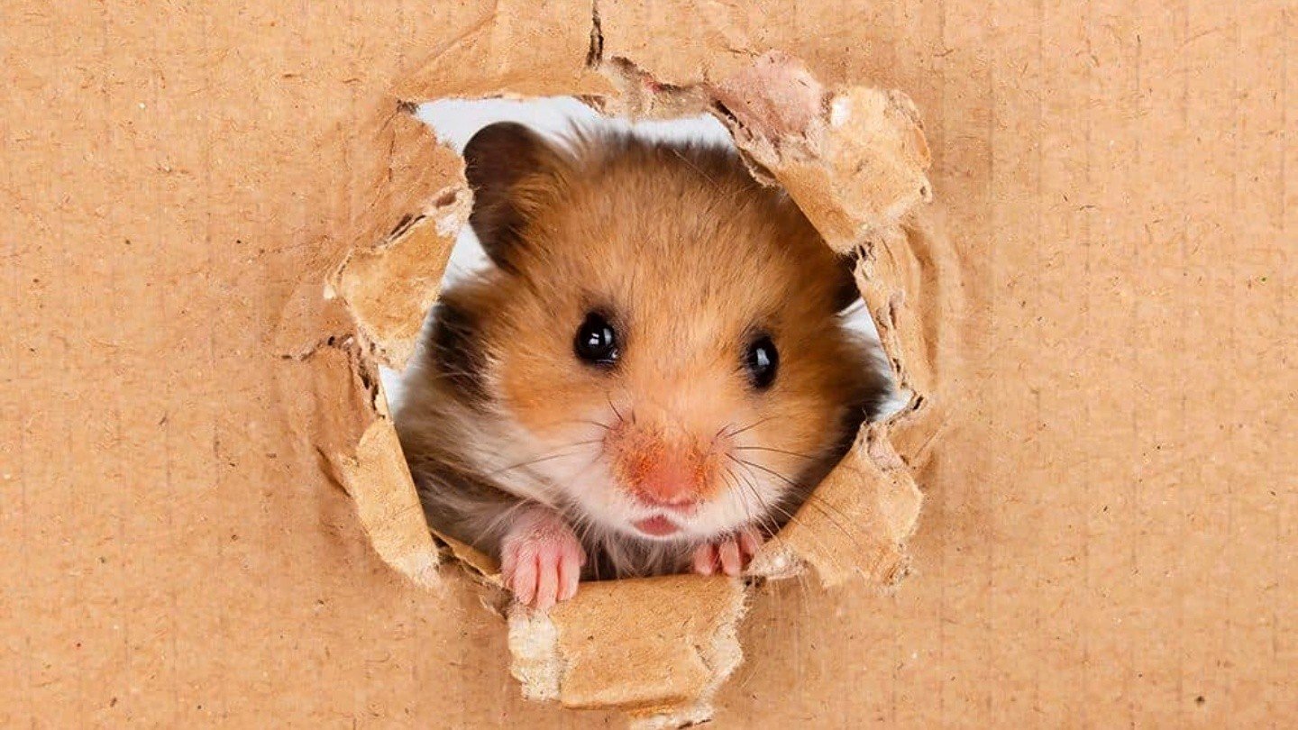 Как пройти миниигру в Hamster Kombat на 910 сентября