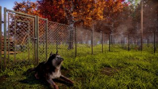 В Steam выйдет симулятор приюта для животных трейлер уже в Сети